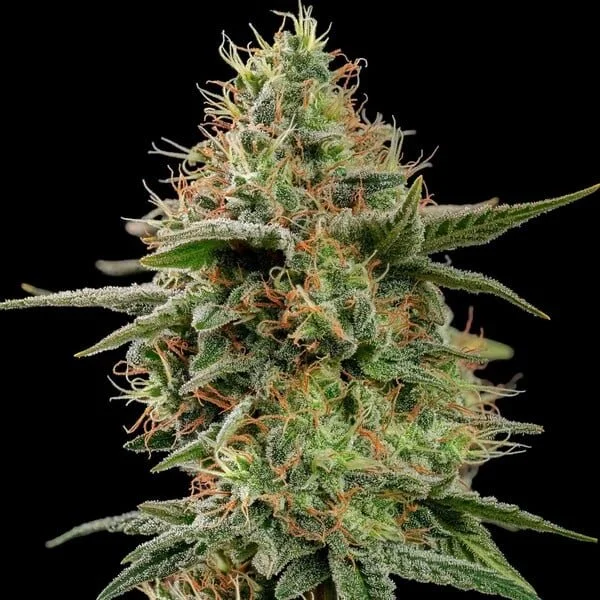 apple-fritter rqs 4.jpg