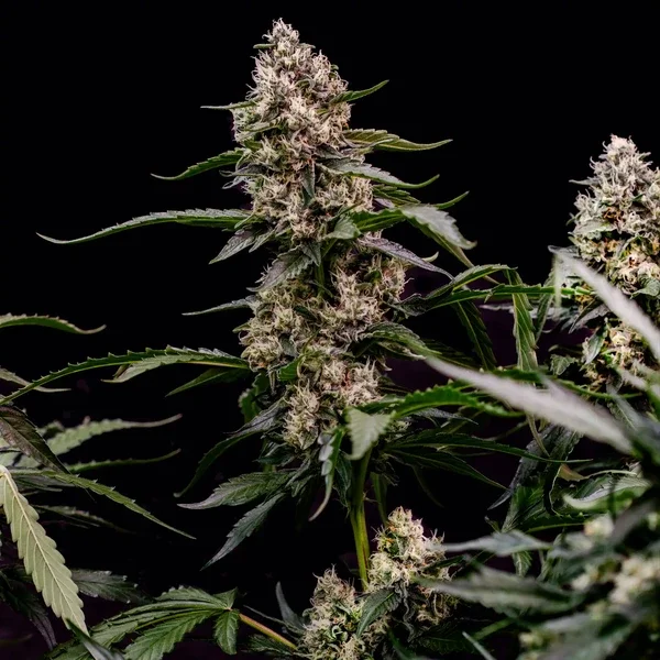 Orbital Banana F1 Banana Punch x GMO x EZBake AF