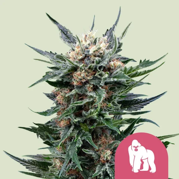 royal-gorilla RQS 3.webp