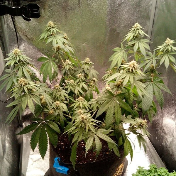 joanne-s-cbd (1).jpg