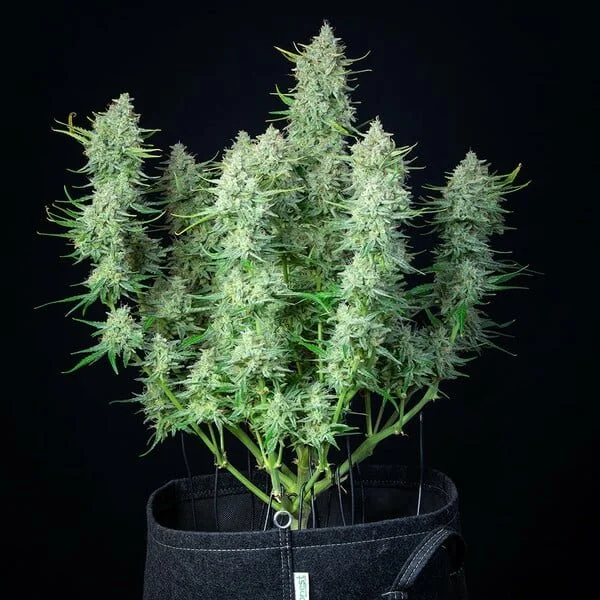 green-gelato-automatic (2).jpg