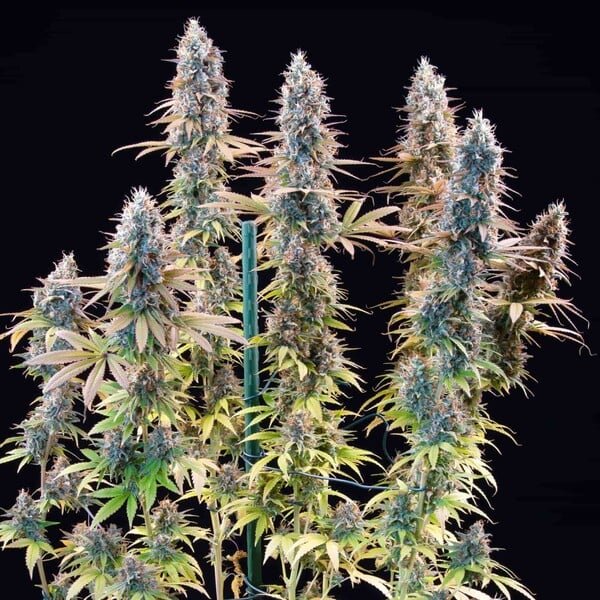 granddaddy-purple rqs3.jpg