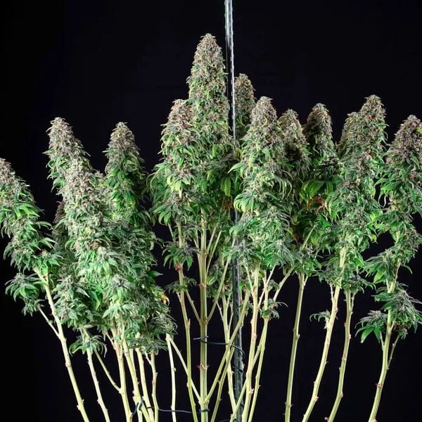 wedding-gelato RQS2.jpg