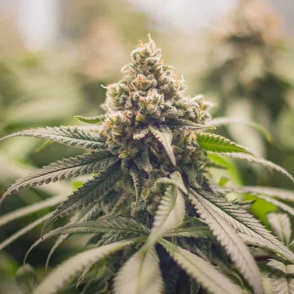 green-punch rqs4.webp