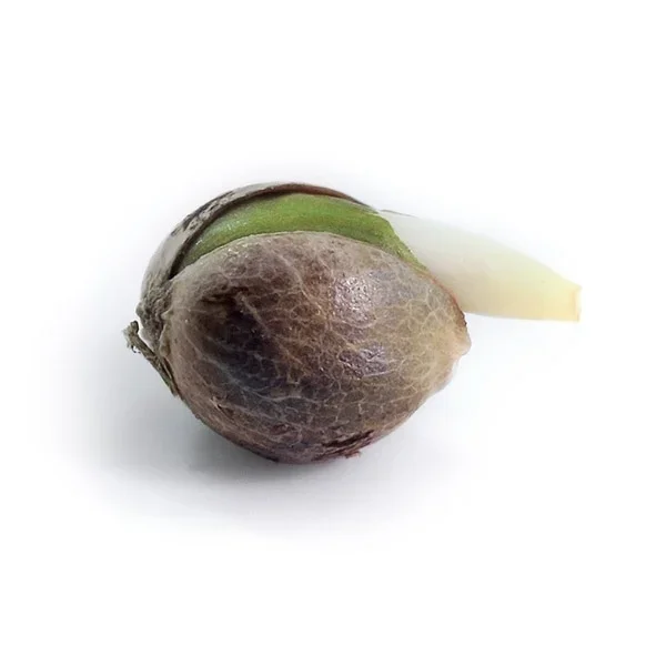 royal-cheese-automatic (1).webp