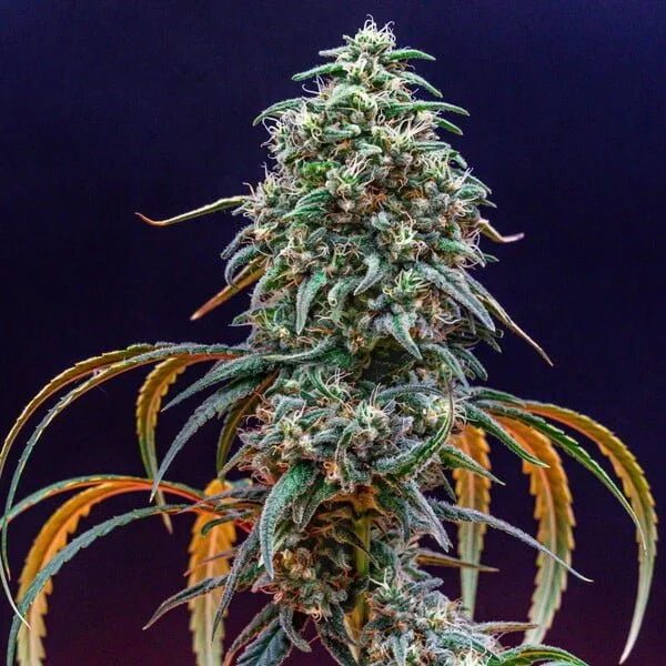 strawberry-cough RQS 2.jpg