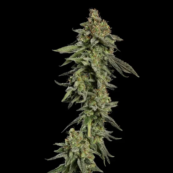 medical-mass (2).webp