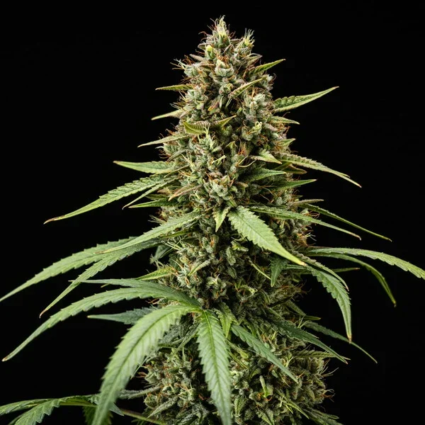 purple-lemonade-automatic (1).webp