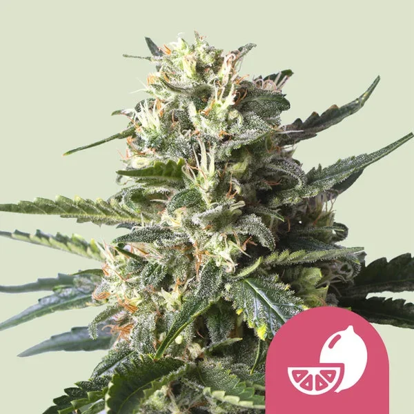 lemon-shining-silver-haze 1.webp