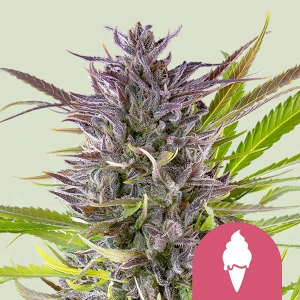 green-gelato B4.jpg