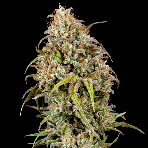 joanne-s-cbd (1).webp