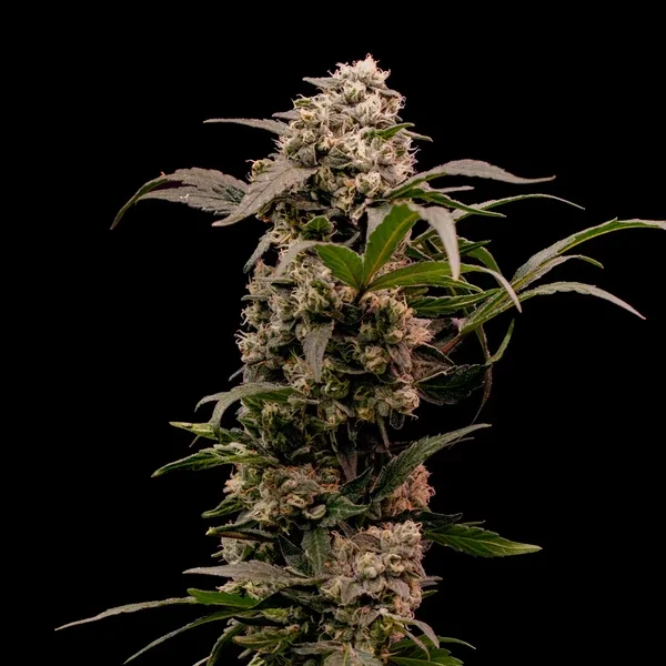 astro-lemonade-f1 4.webp