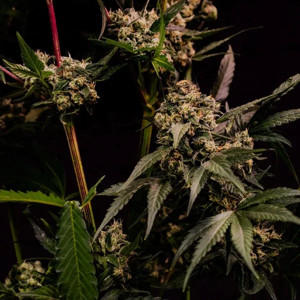 astro-lemonade-f1 3.webp