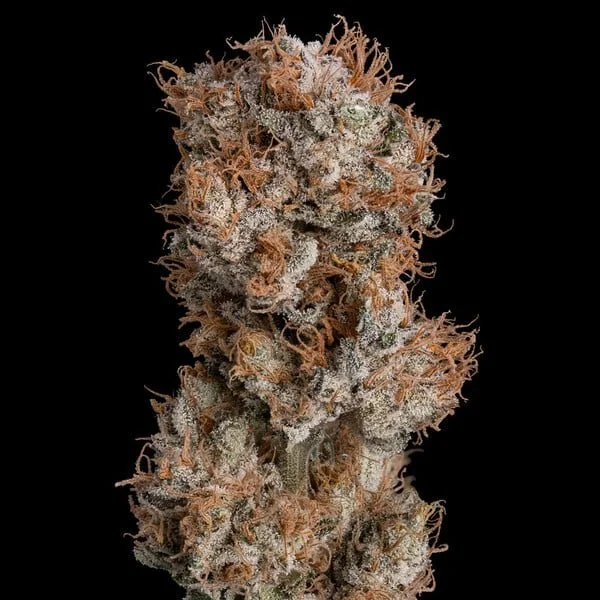 lemon-shining-silver-haze6.jpg