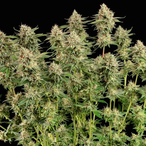 apple-fritter rqs3.webp