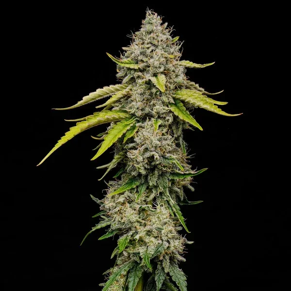 amnesia-haze rqs3.webp