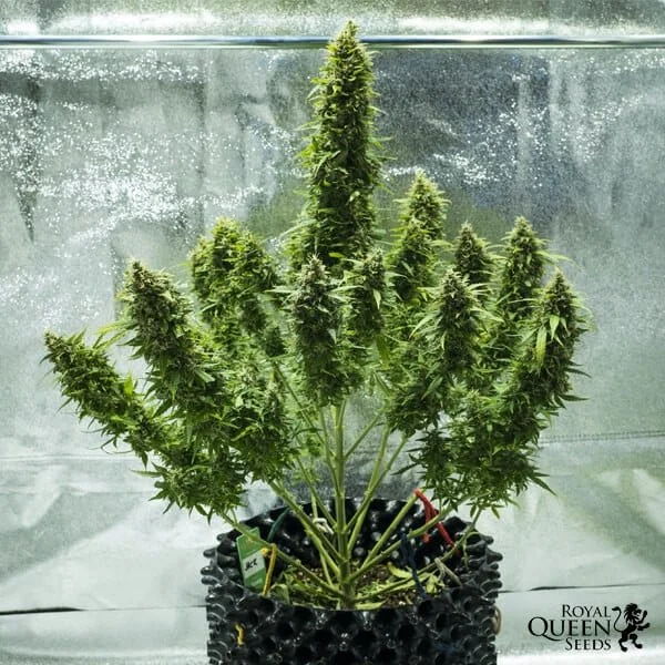 A cannabis plant in a black pot with a flowering top, set against a silver reflective background with a "Royal Queen Seeds" logo in the bottom right corner.