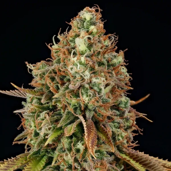 purple-punch rqs 2.webp