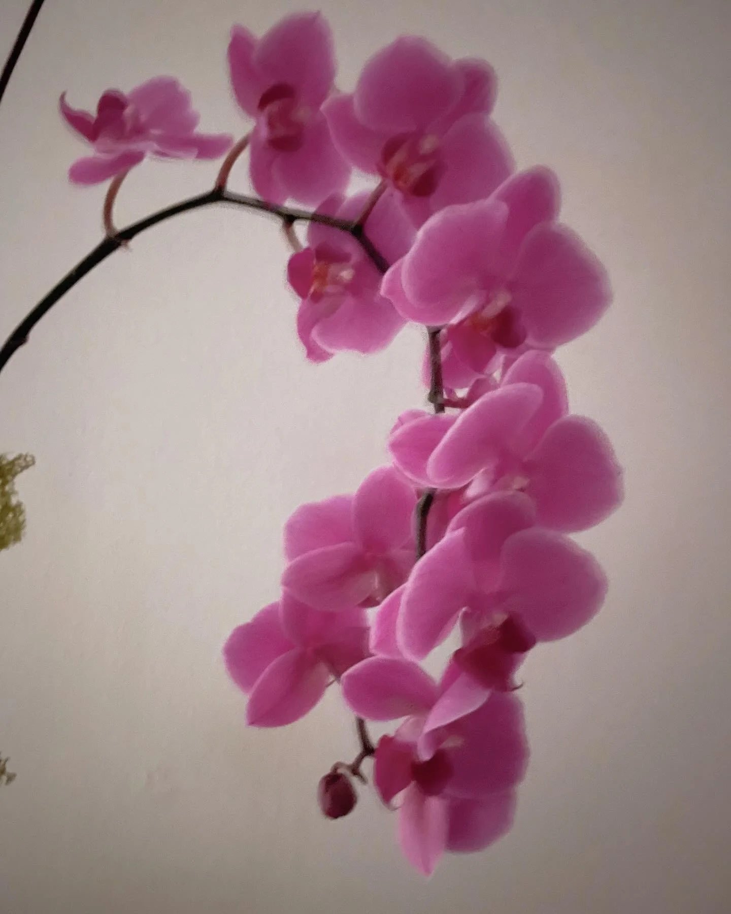 Yin Yoga in the dark with orchids #feels