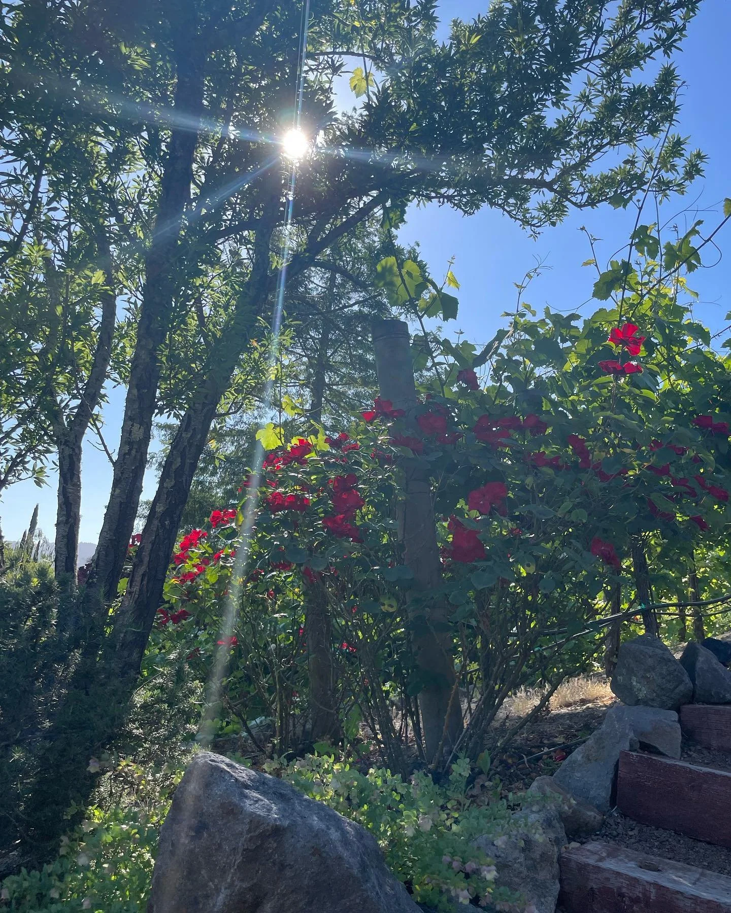 Such a beautiful place. #norcal #summersolstice #letthelightin