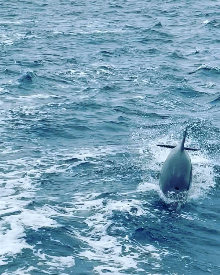 I will never forget today&mdash;dolphins and a Minke whale visited me. #epic #dolphins #oceanlife #motherearthlove #dolphins🐬