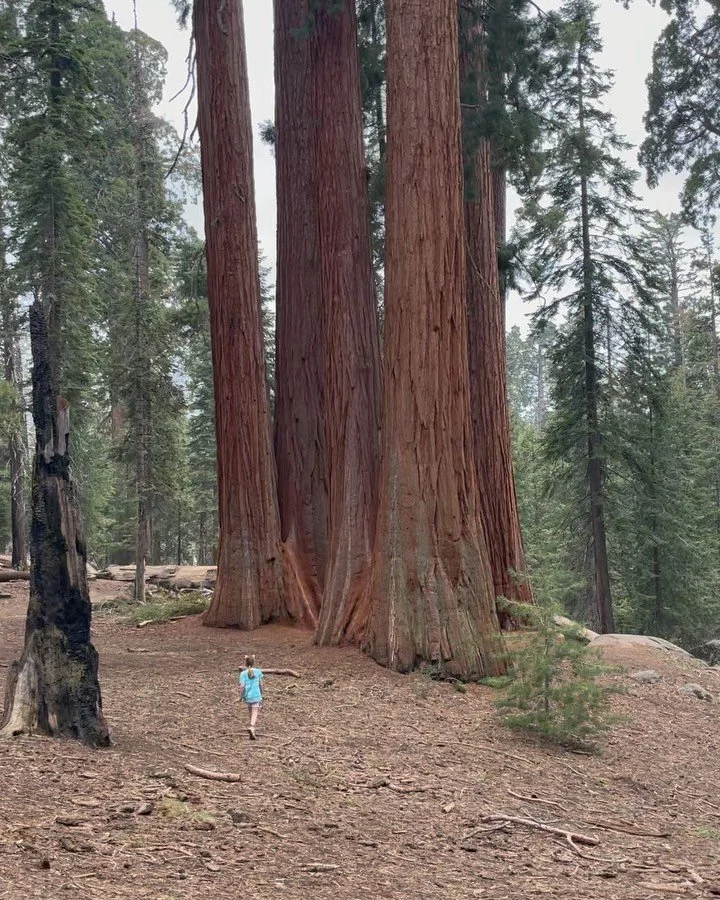Sequoias are megahealers. #latergram #giantsequoia #rootchakrahealing #sisters