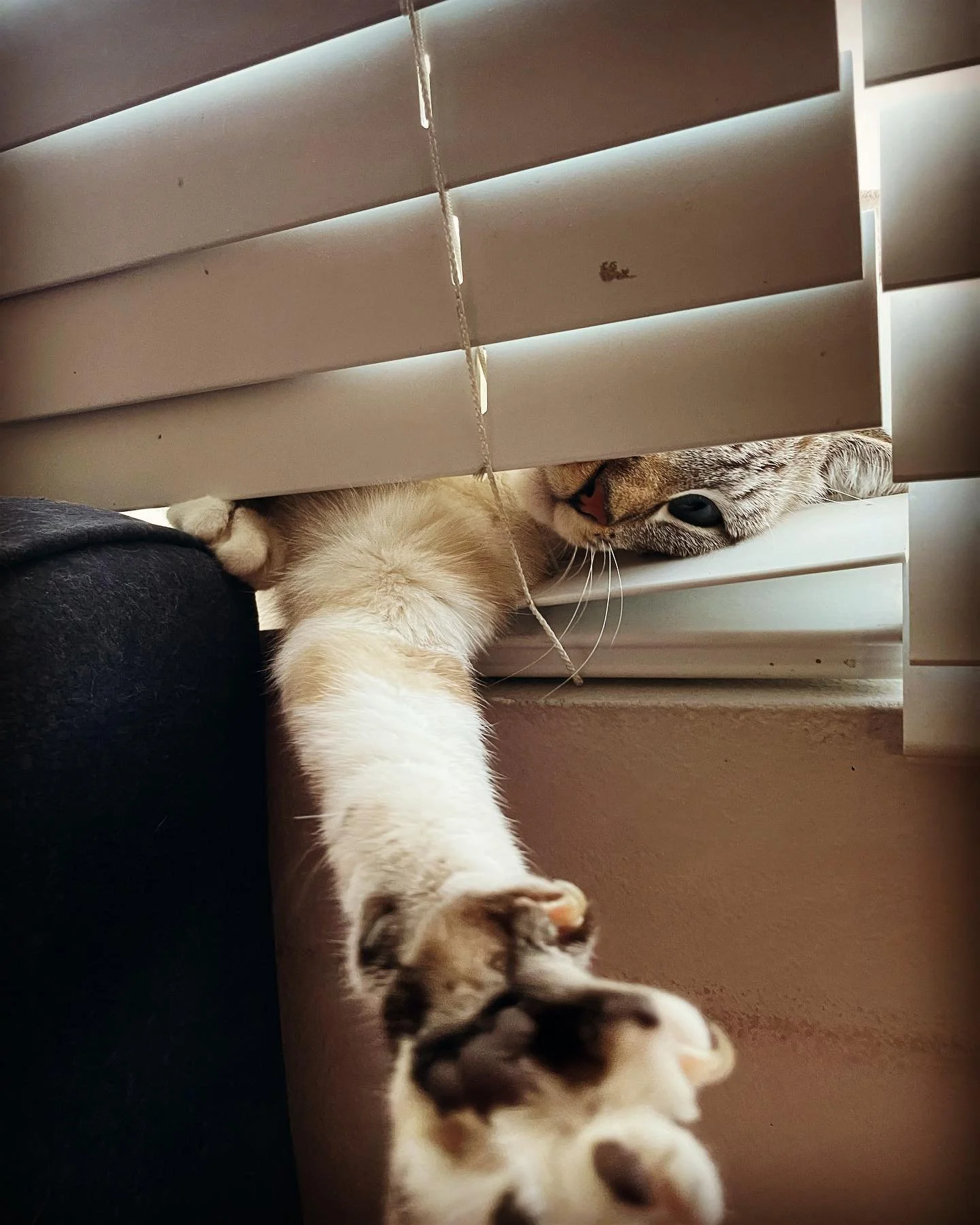 Being under the weather is not ideal. Allowing myself to heal is my best invitation. Receiving blessings and expressing gratitude is my greatest intention. Thank you 🙏 @danny_t_levin and #motherearth #catsofinstagram #arthurandtheo #theoandarthur #f