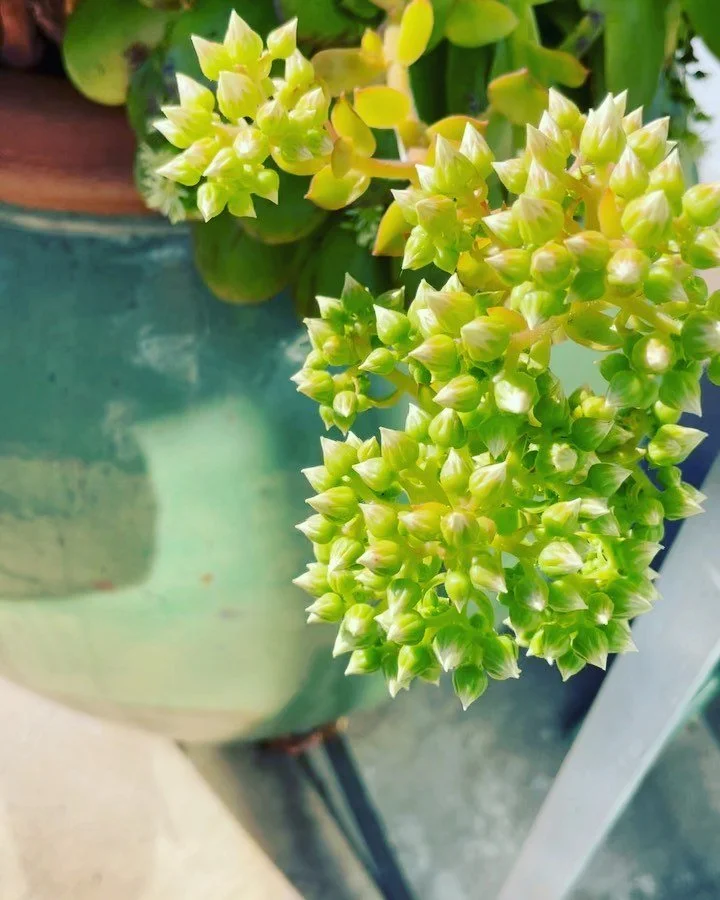 I live in paradise, it&rsquo;s true #spring #succulents #spiritualjourney #trusttheprocess