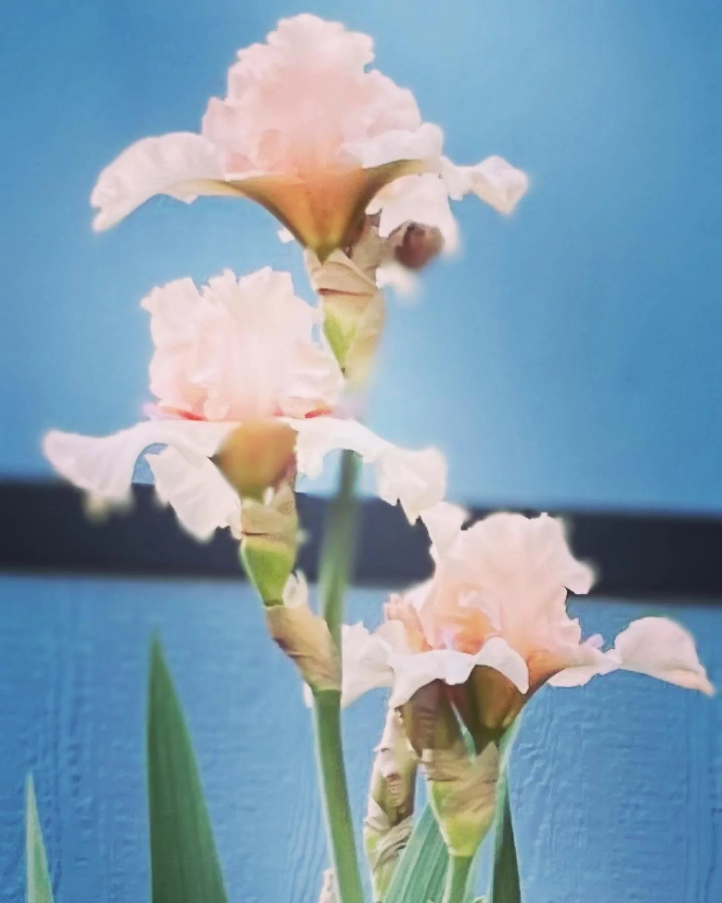 Irises abloom in my garden #iris #may