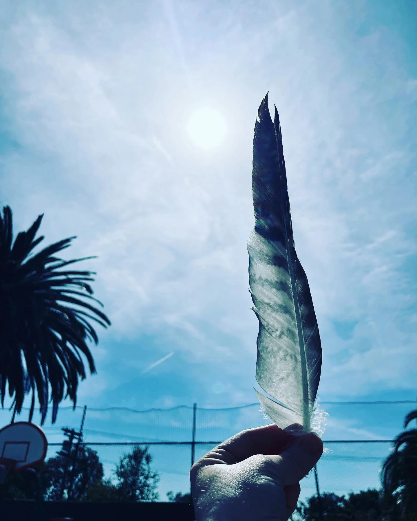 Hawk 🪶 on the court