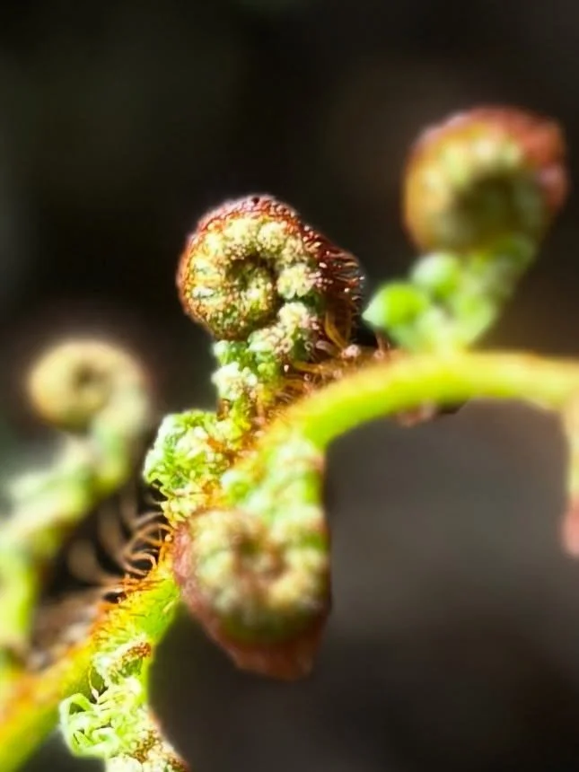 This is what growth feels like now.

Not breakthrough.
Not reinvention.
Unfurling.

I photographed this fiddlehead fern mid-spiral &mdash; still tightly coiled, but already becoming something larger. The pattern follows the Fibonacci sequence. It doe