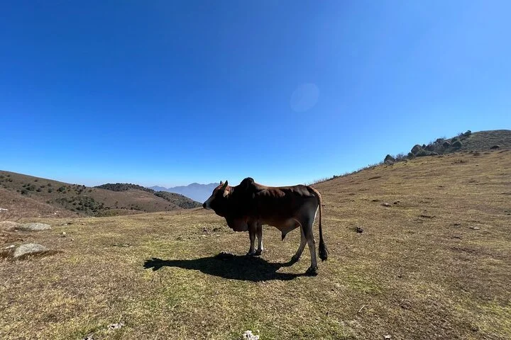 Sa Pa Hillside Cow Trek