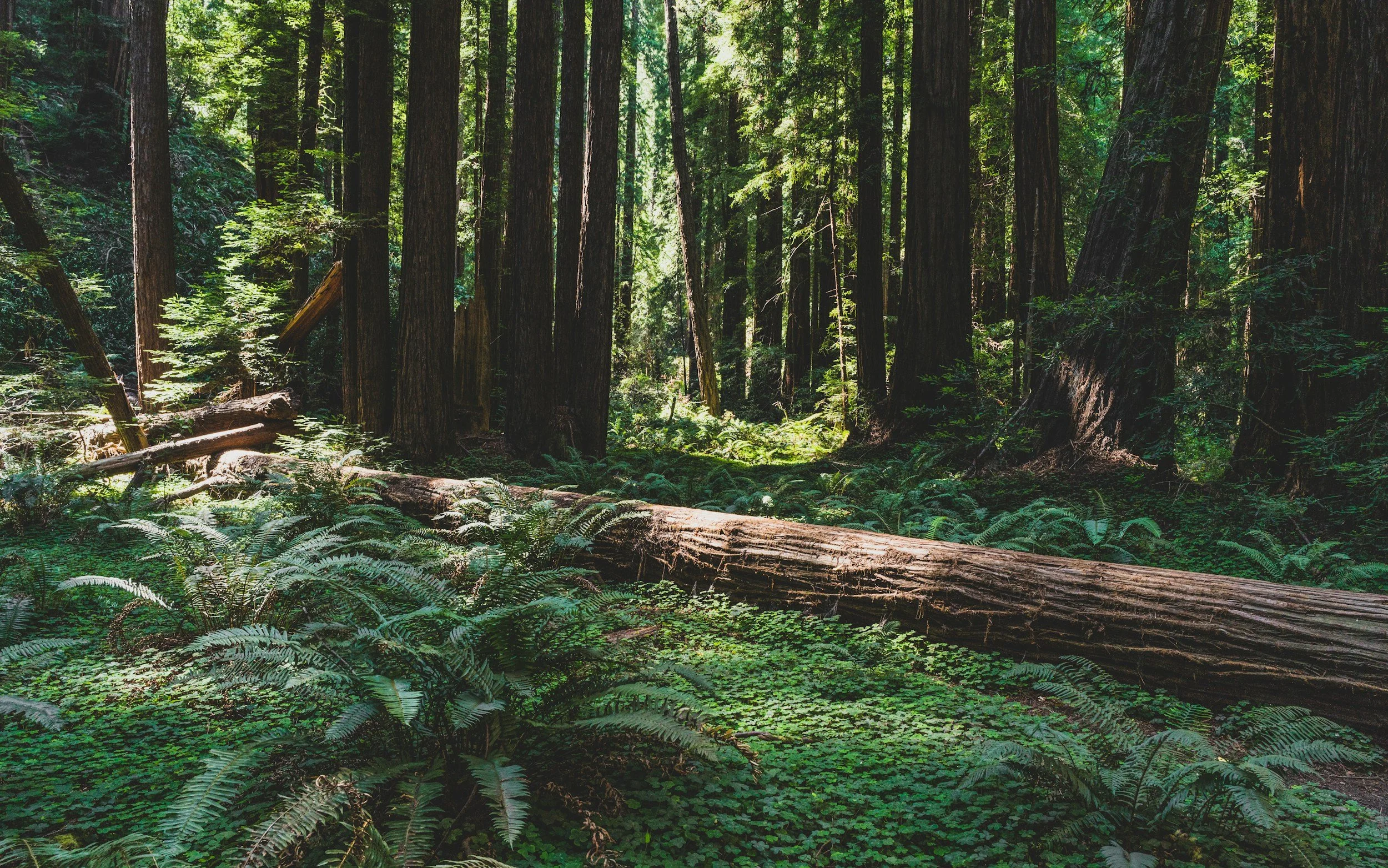 Lush green forest with tall trees, dense underbrush, and fallen logs on the forest floor
hypnosis, positivity, change, manifestation, sky is the limit, confidence, wellness, nature, inspiration, inspiring
redwoods