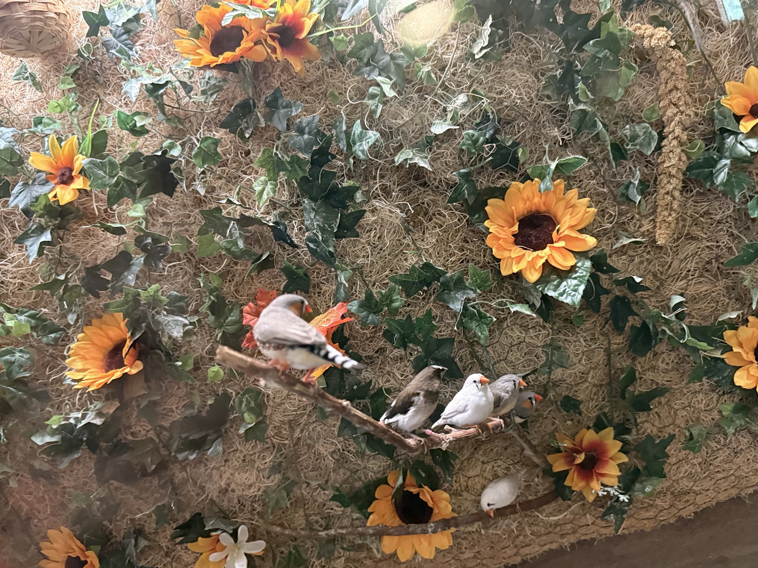 The Smelling of the Rose