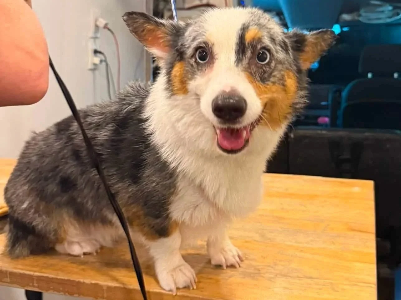 black/red/white corgi on a grooming table in a van