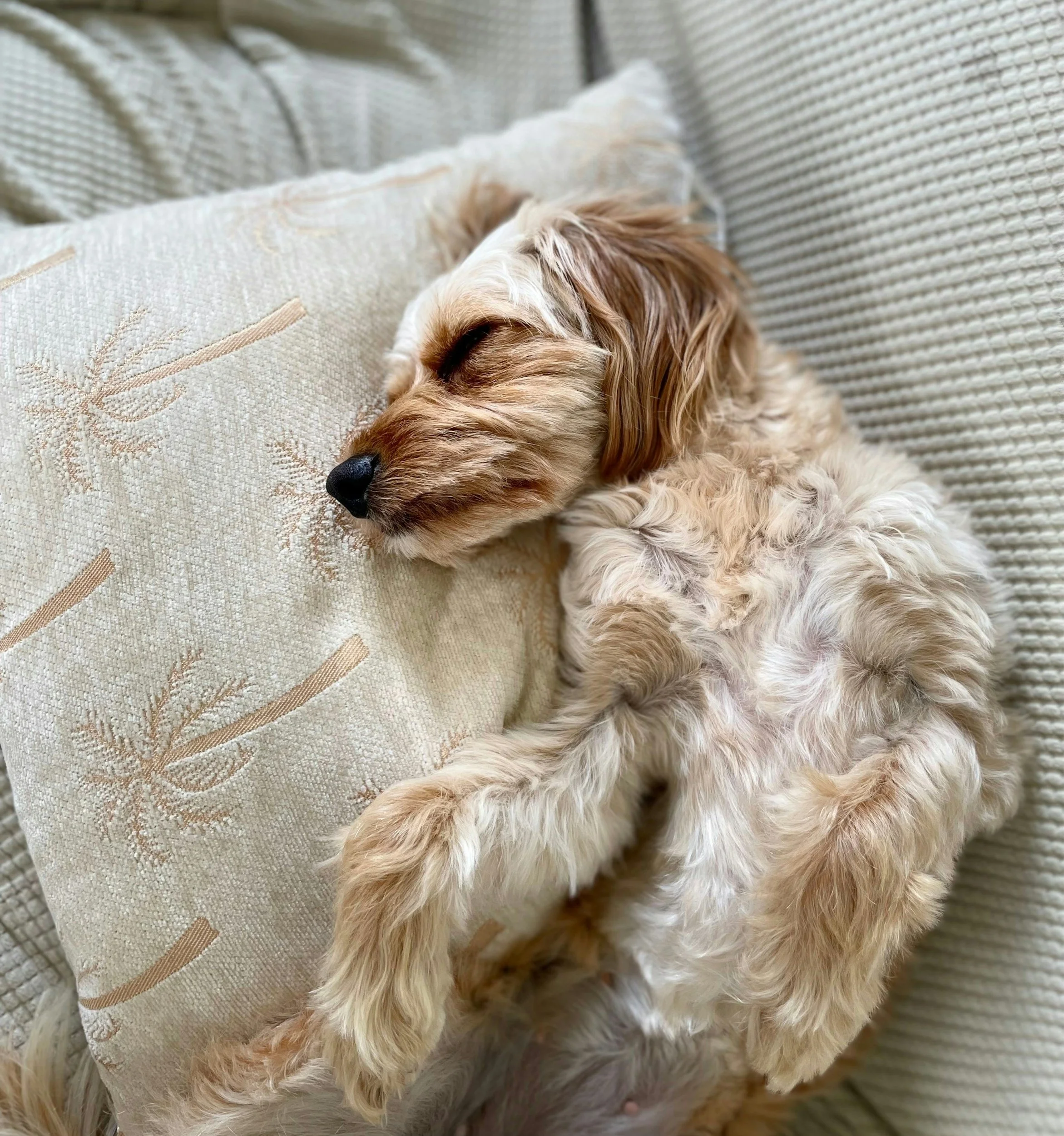 Why Boarding Your Pet During Thanksgiving Keeps Everyone Happier