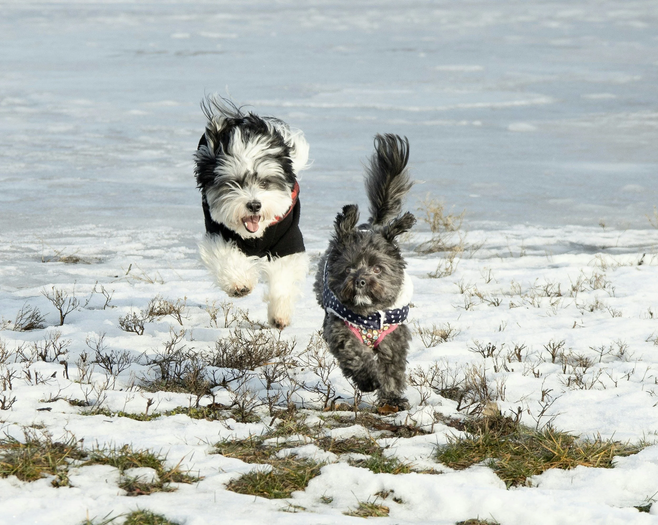 Why Winter Grooming Is Just as Important for Your Pet as Summer Grooming