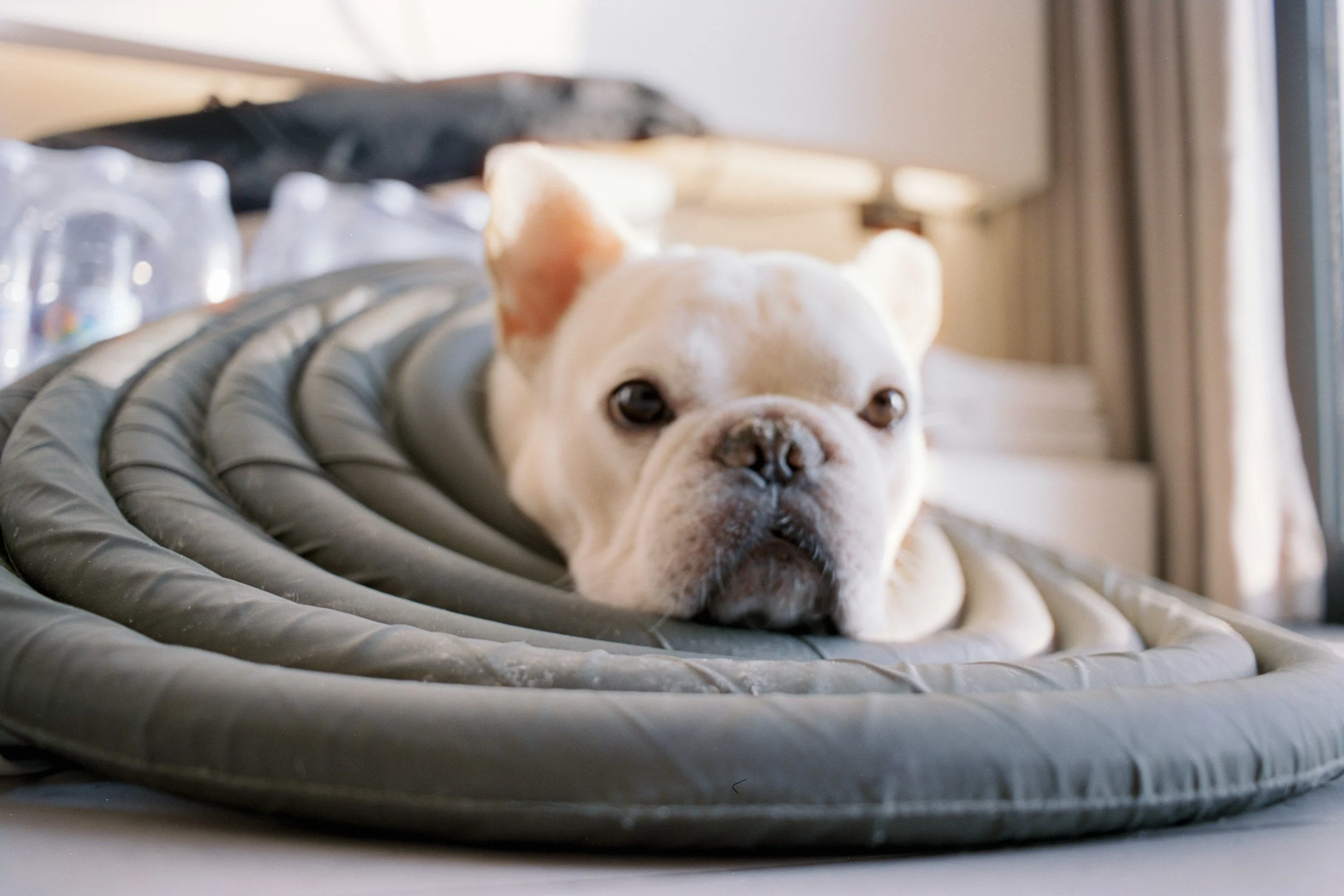 Dog laying in a dog bed