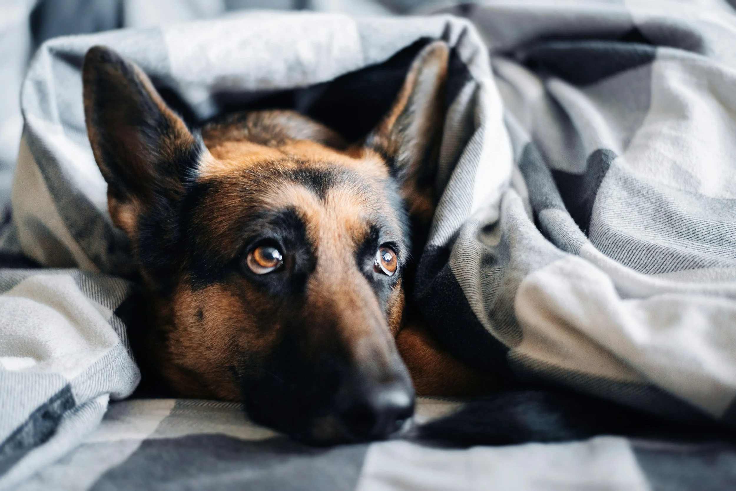 Dog laying in bed under blanket