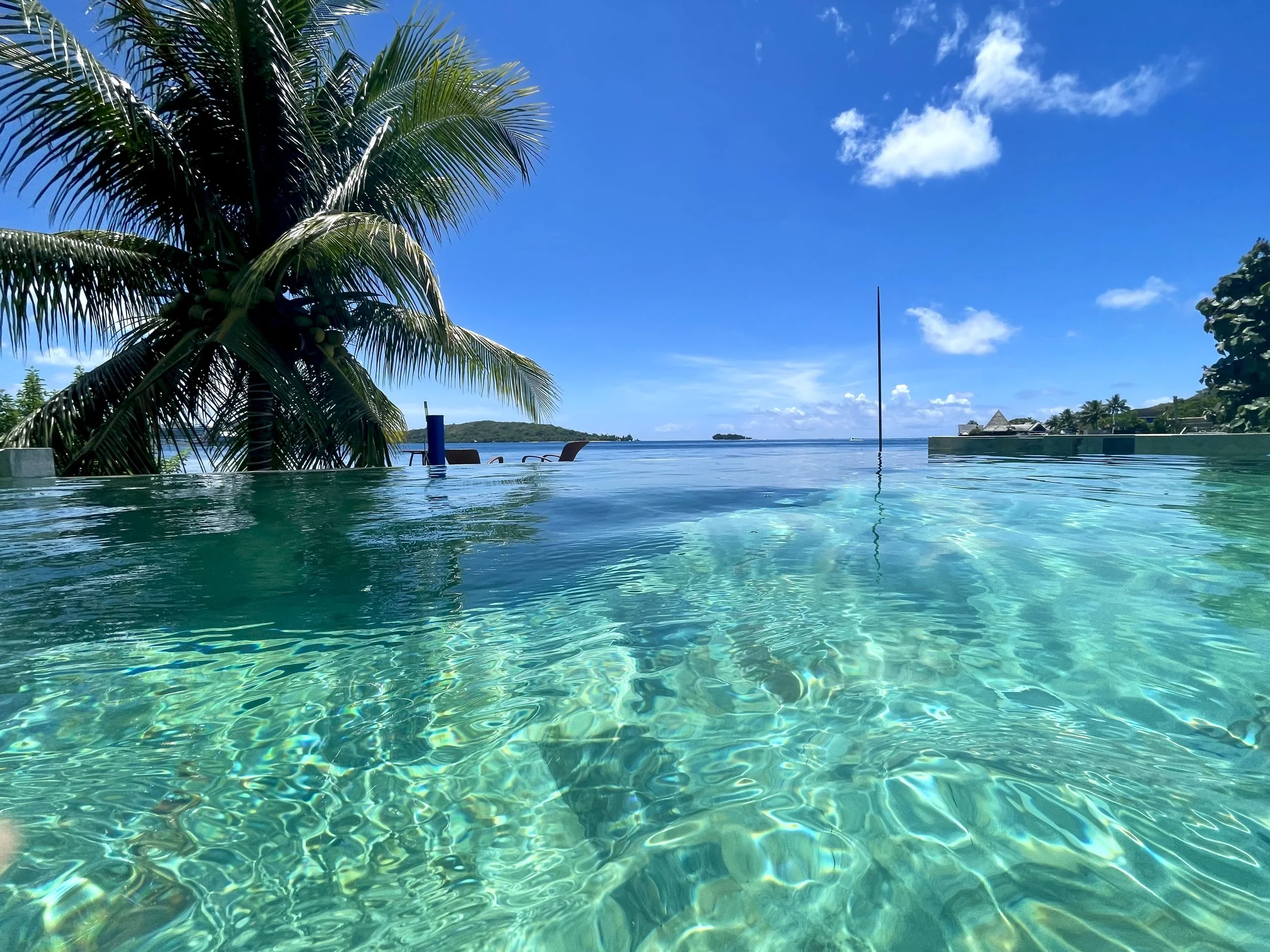 Infinity pool with clear water, palm tree, and ocean view against a blue sky.