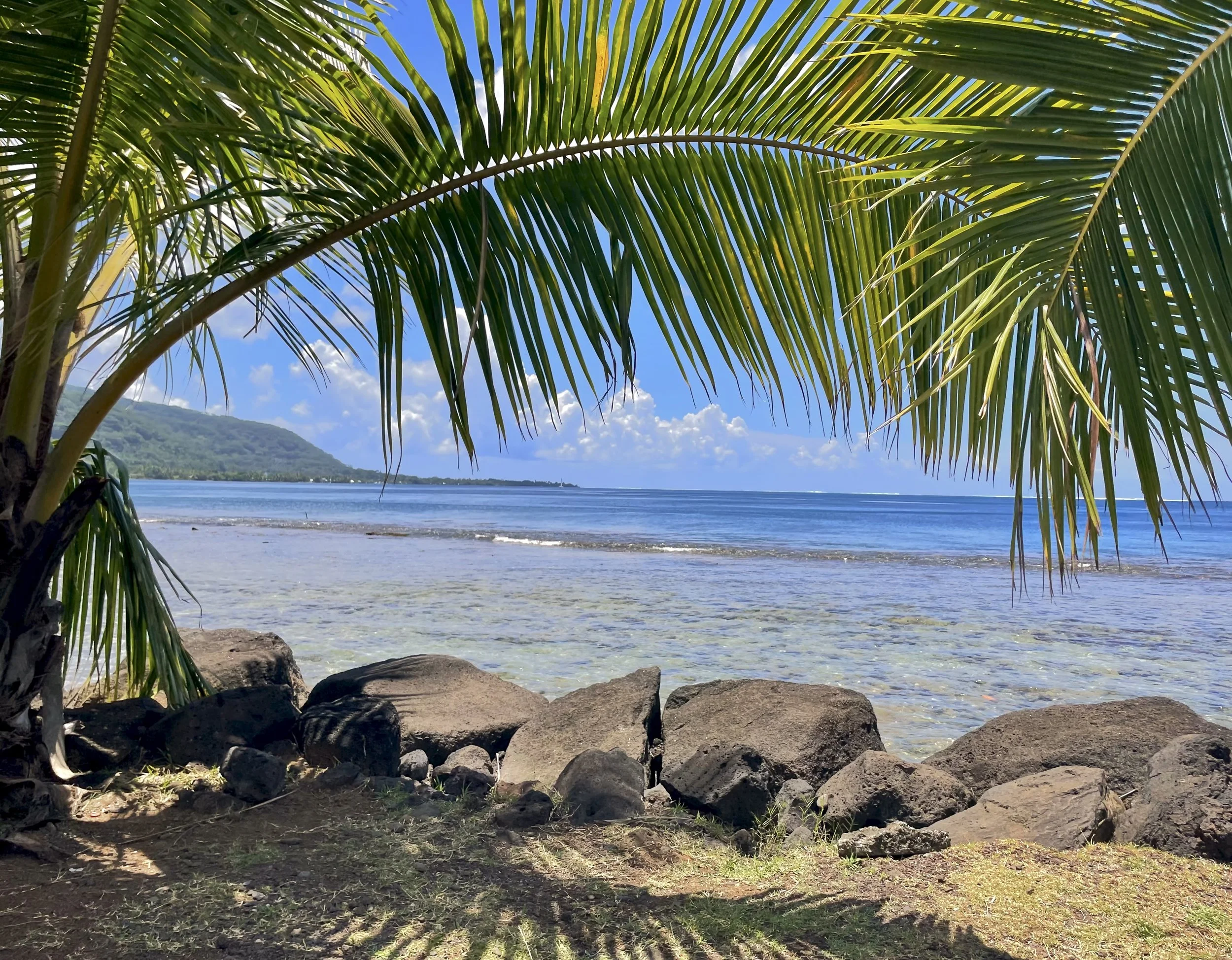 Tropical beach with palm trees and ocean view