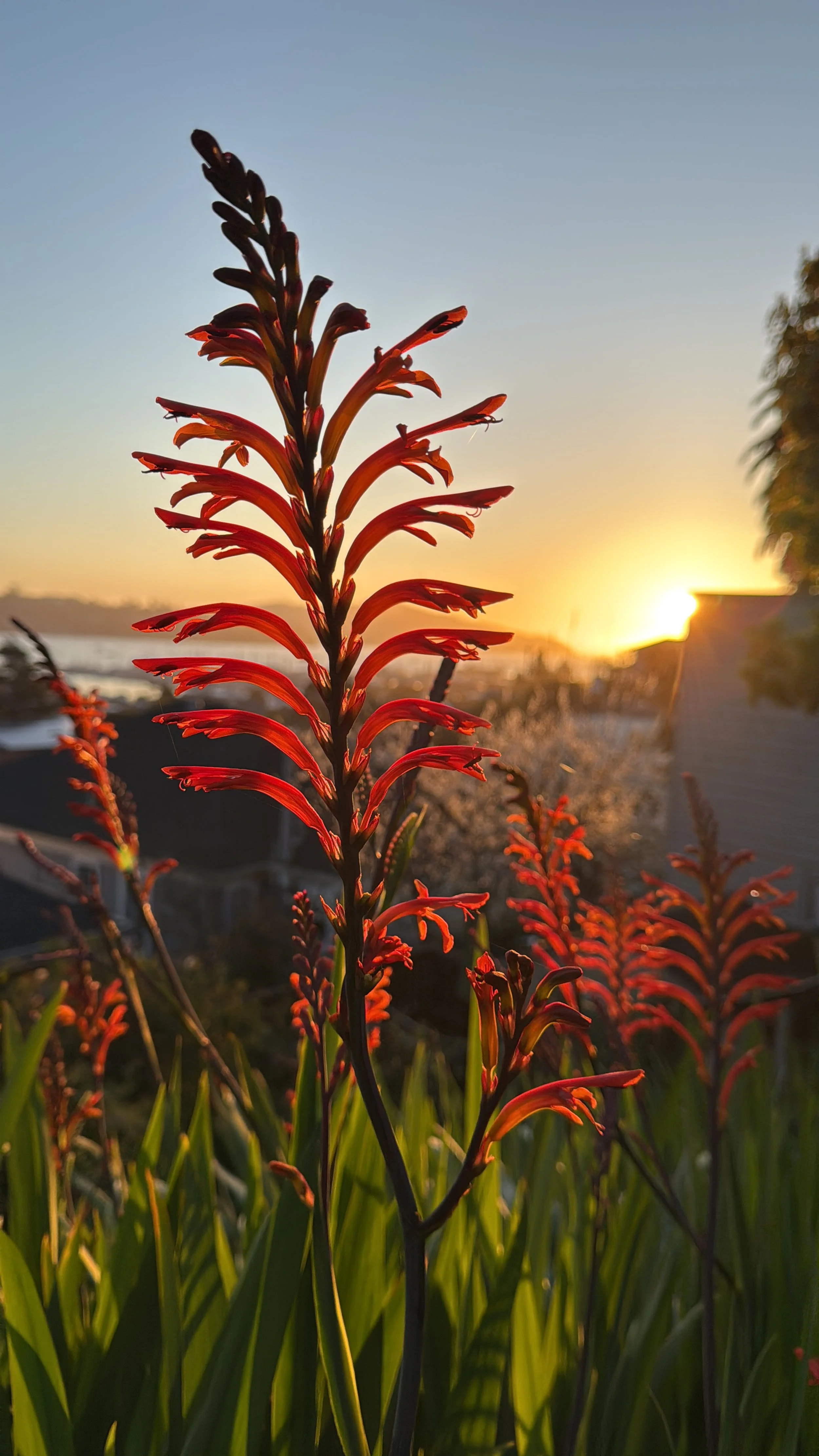 Close-up of red flowers silhouetted against a sunset.