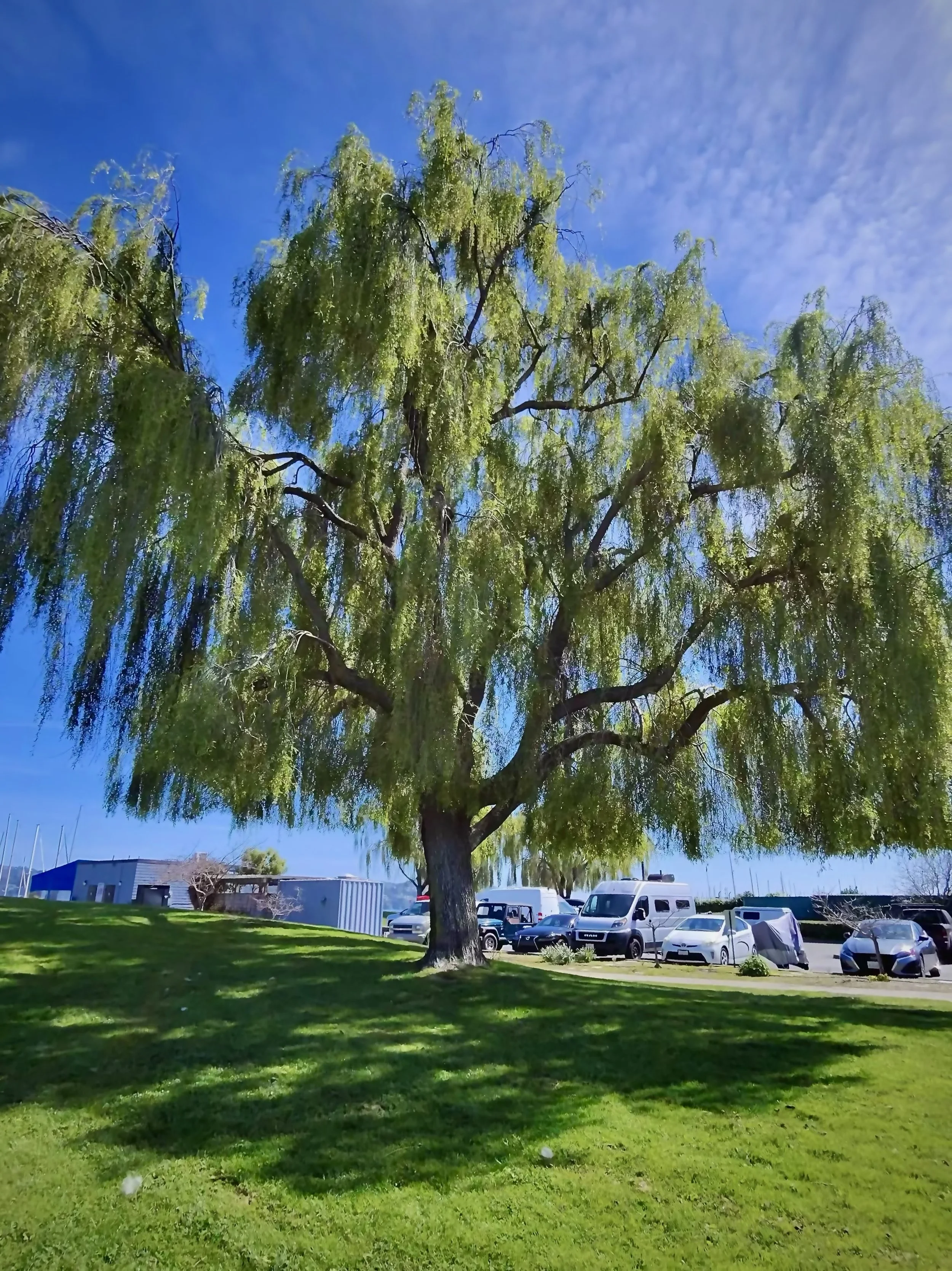 Large willow tree on grassy lawn with parked cars in the background under a blue sky.