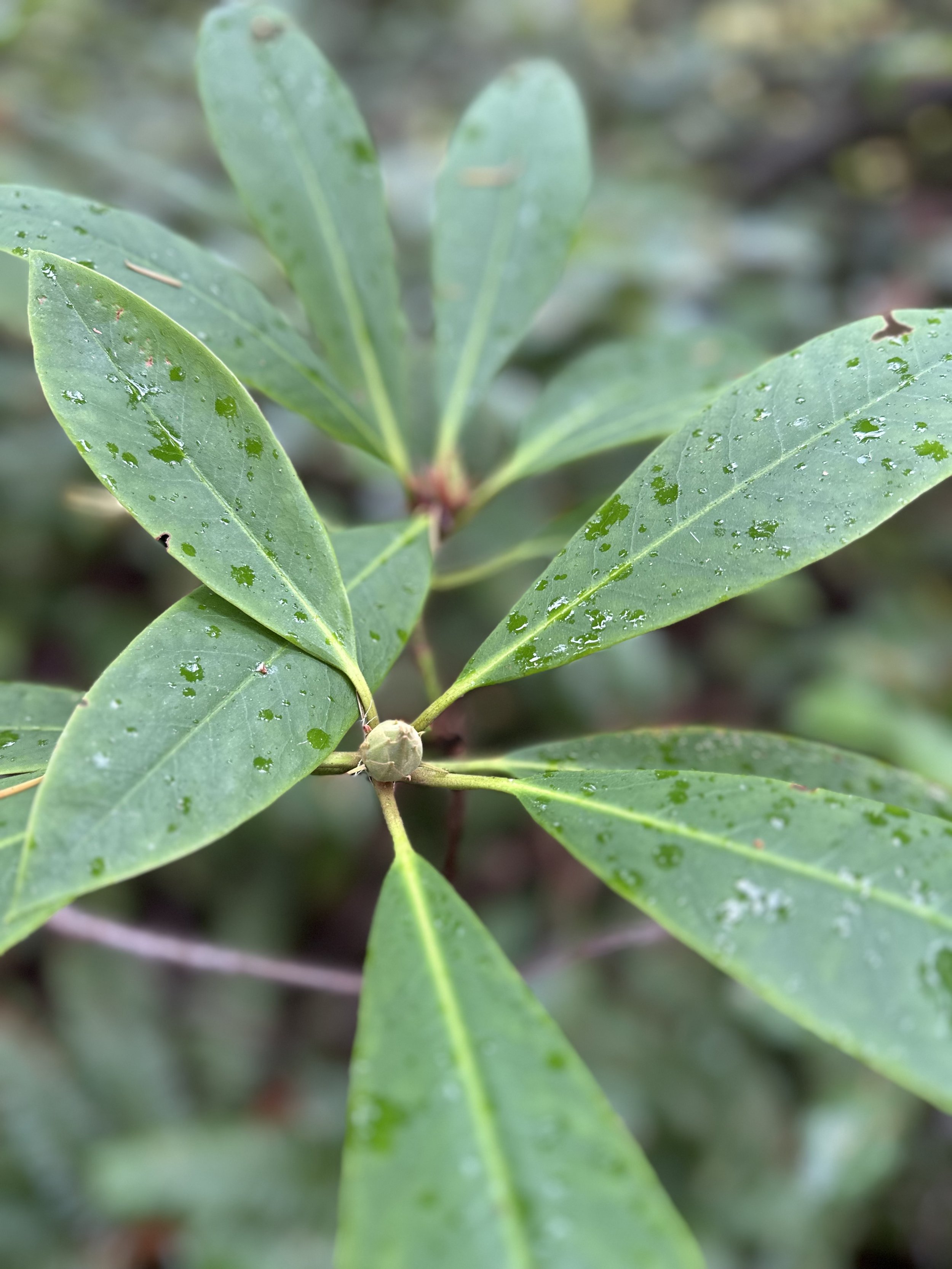 Close-up of green leaves with water droplets on them, attached to a small branch.