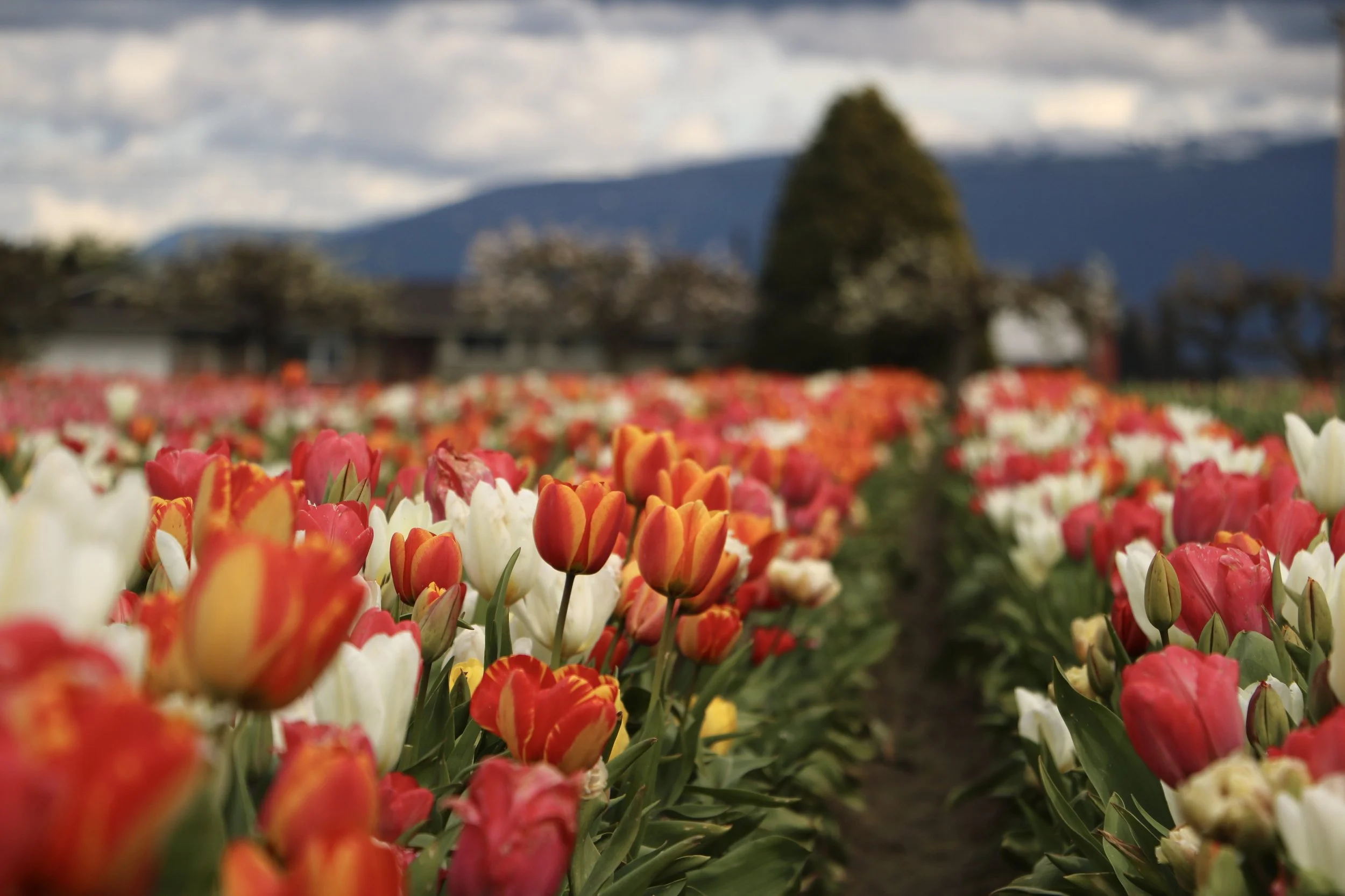 Colorful tulips in a garden with mountains and cloudy sky in the background.