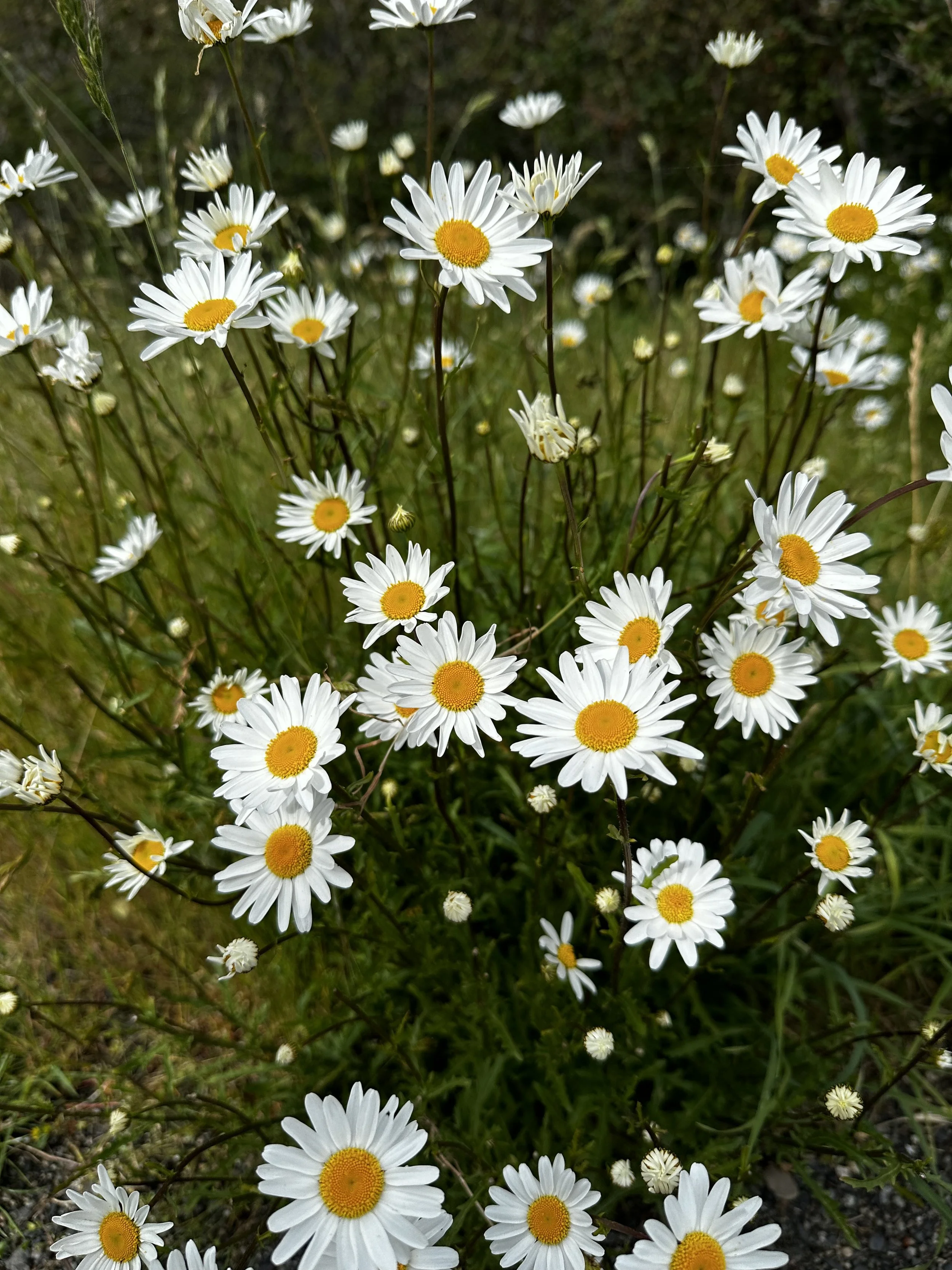 A cluster of white daisies with yellow centers growing in a meadow.