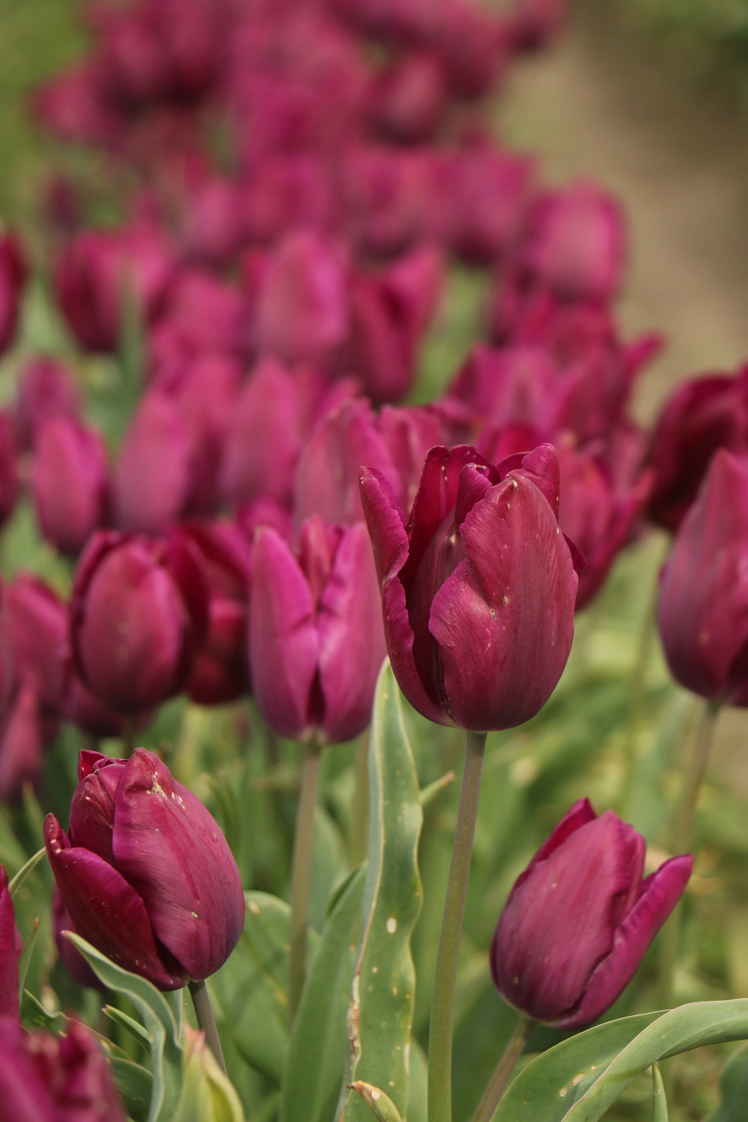 Close-up of purple tulips growing in a garden.