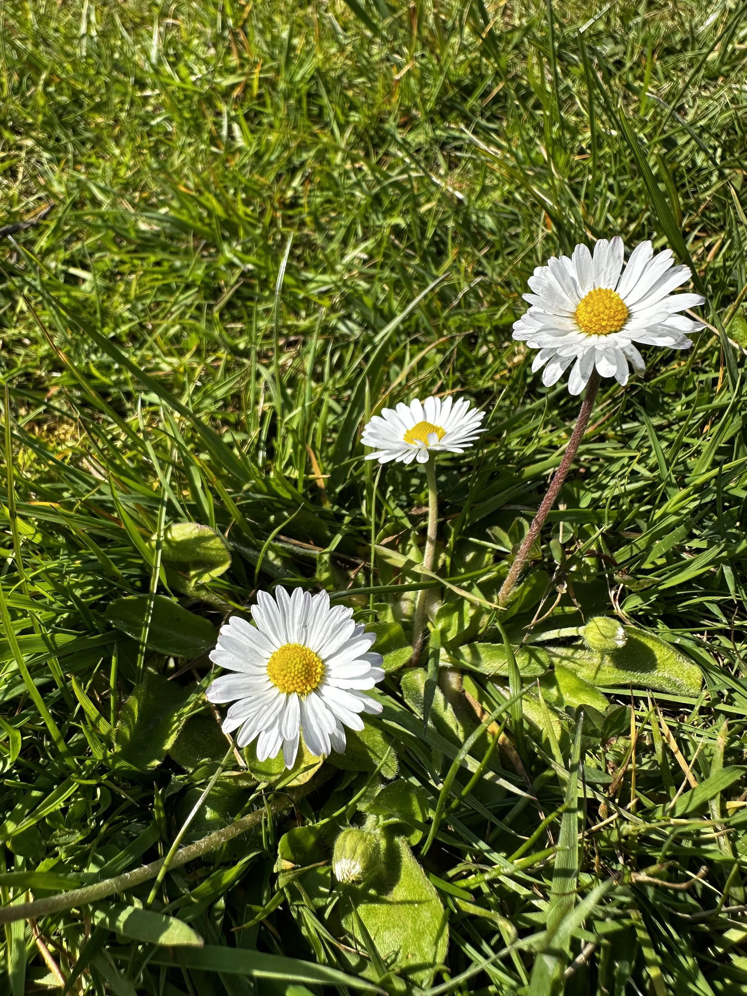 Three white daisies with yellow centers growing amidst green grass and leaves in sunlight.