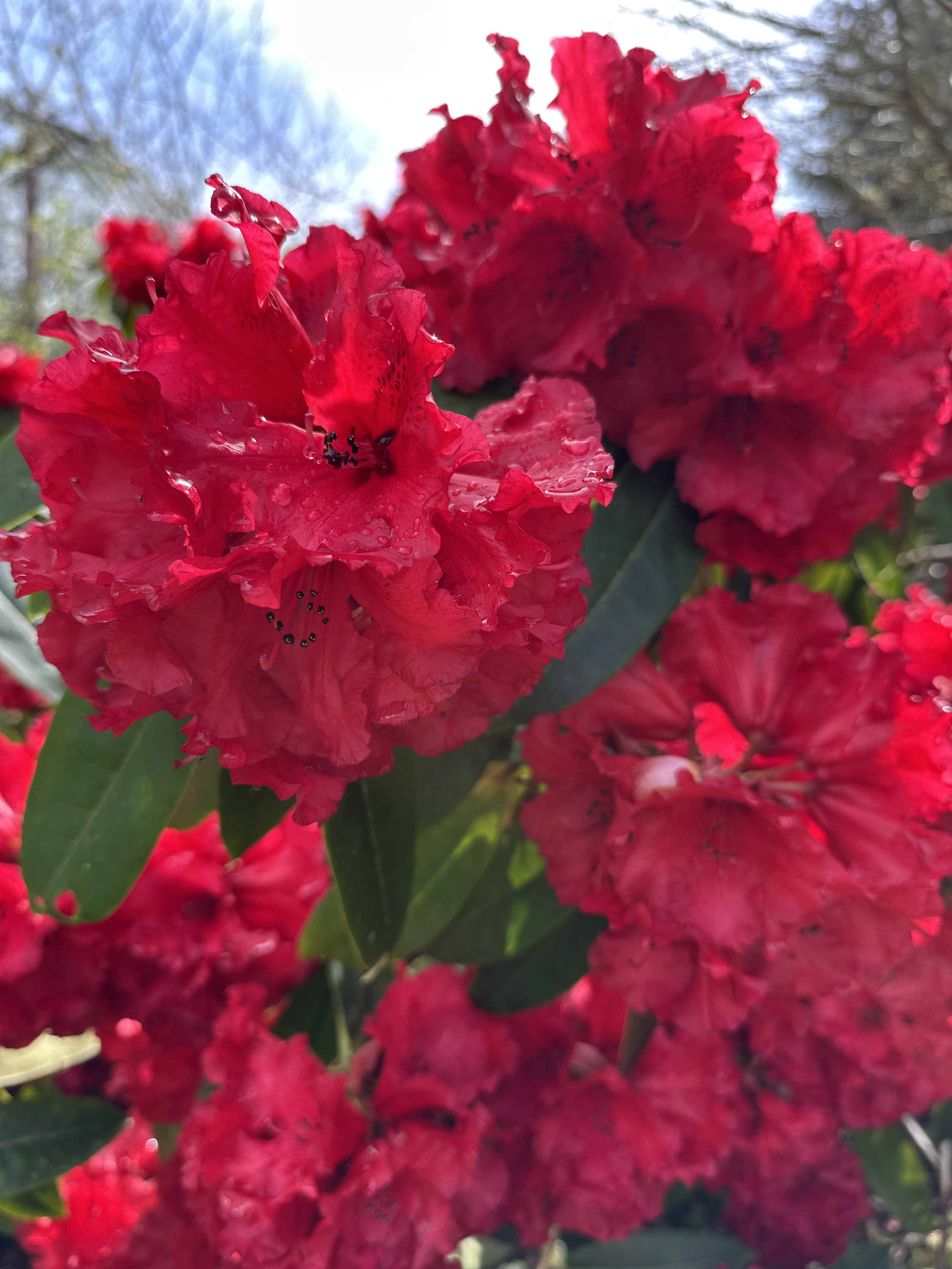 IMG_5187.jpeg