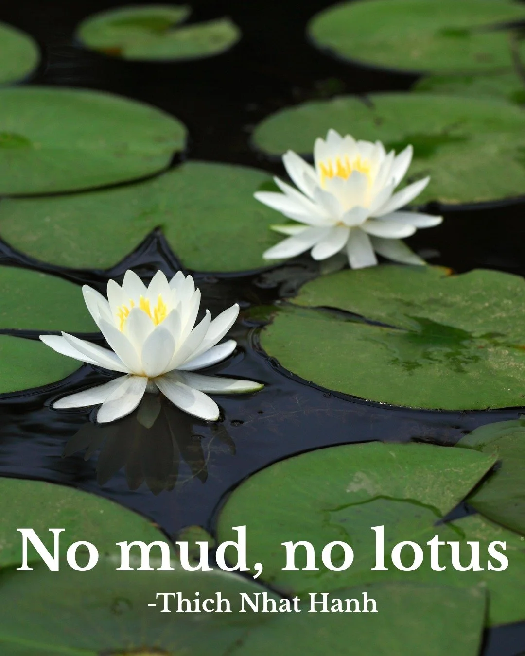 We don&rsquo;t get the bloom without the mess.
The beauty without the breakdown.
The clarity without the confusion.

No mud, no lotus - a reminder that our growth often emerges from the most challenging places&hellip; it&rsquo;s in the muck that the 